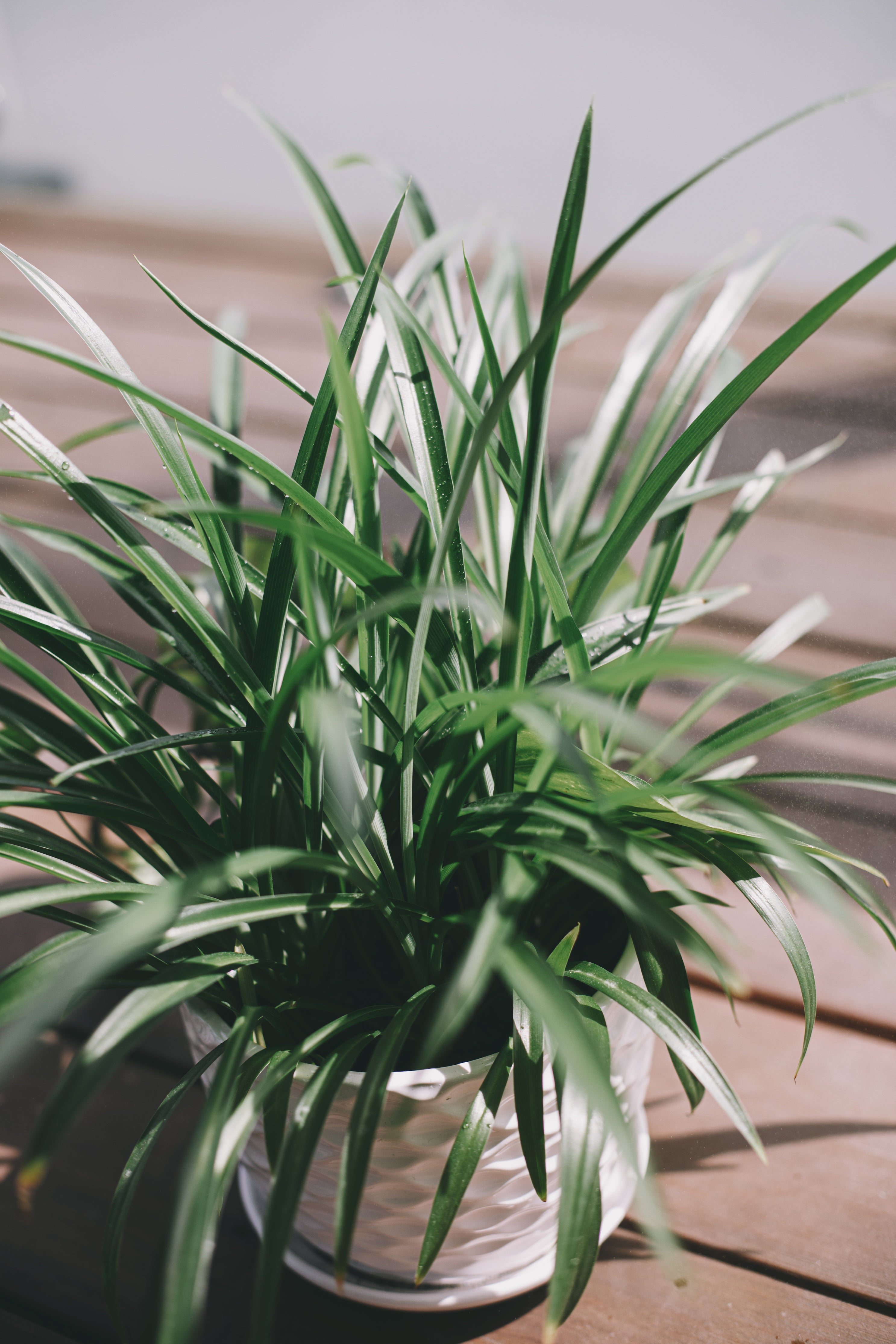 Spider Plant