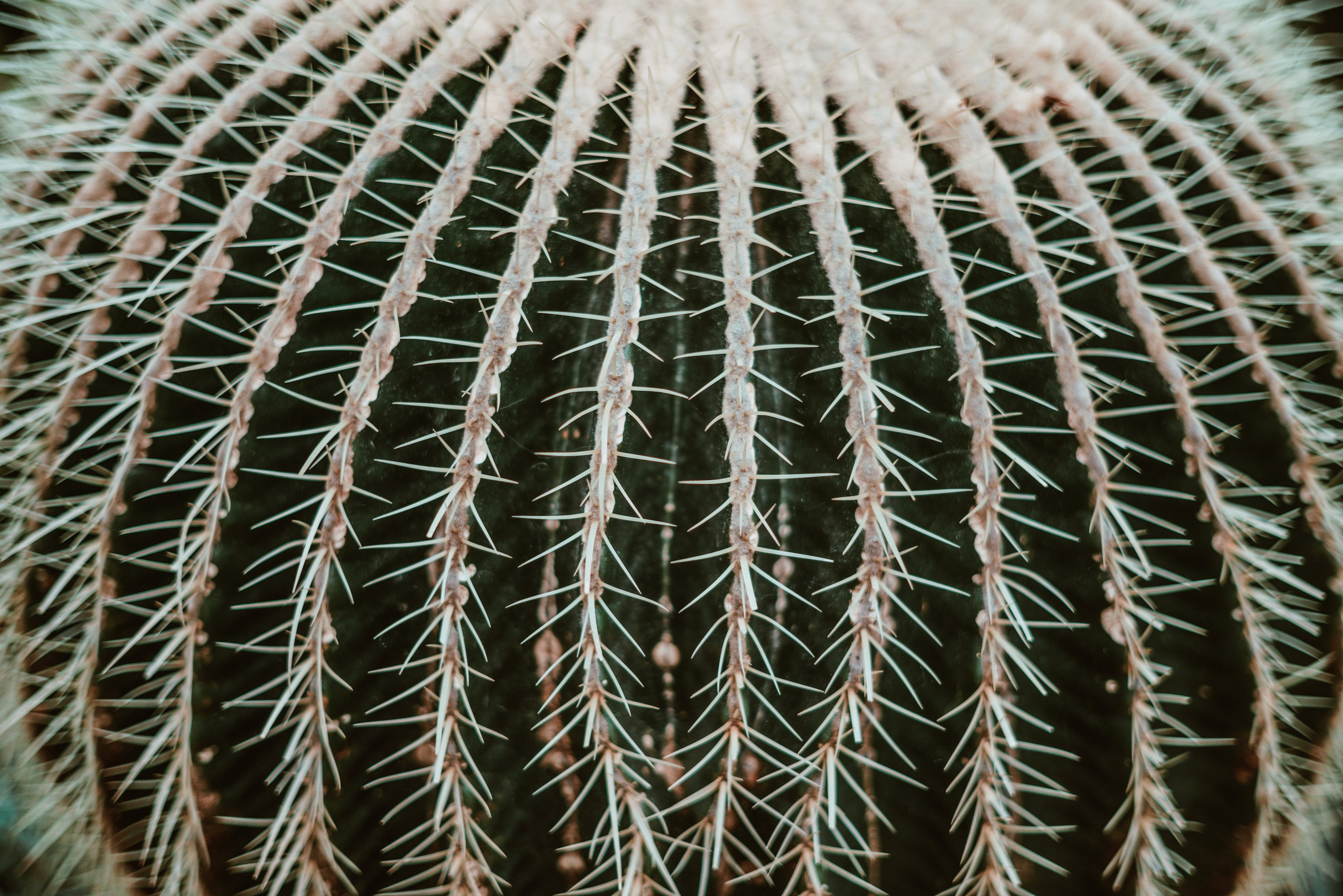 Barrel Cactus