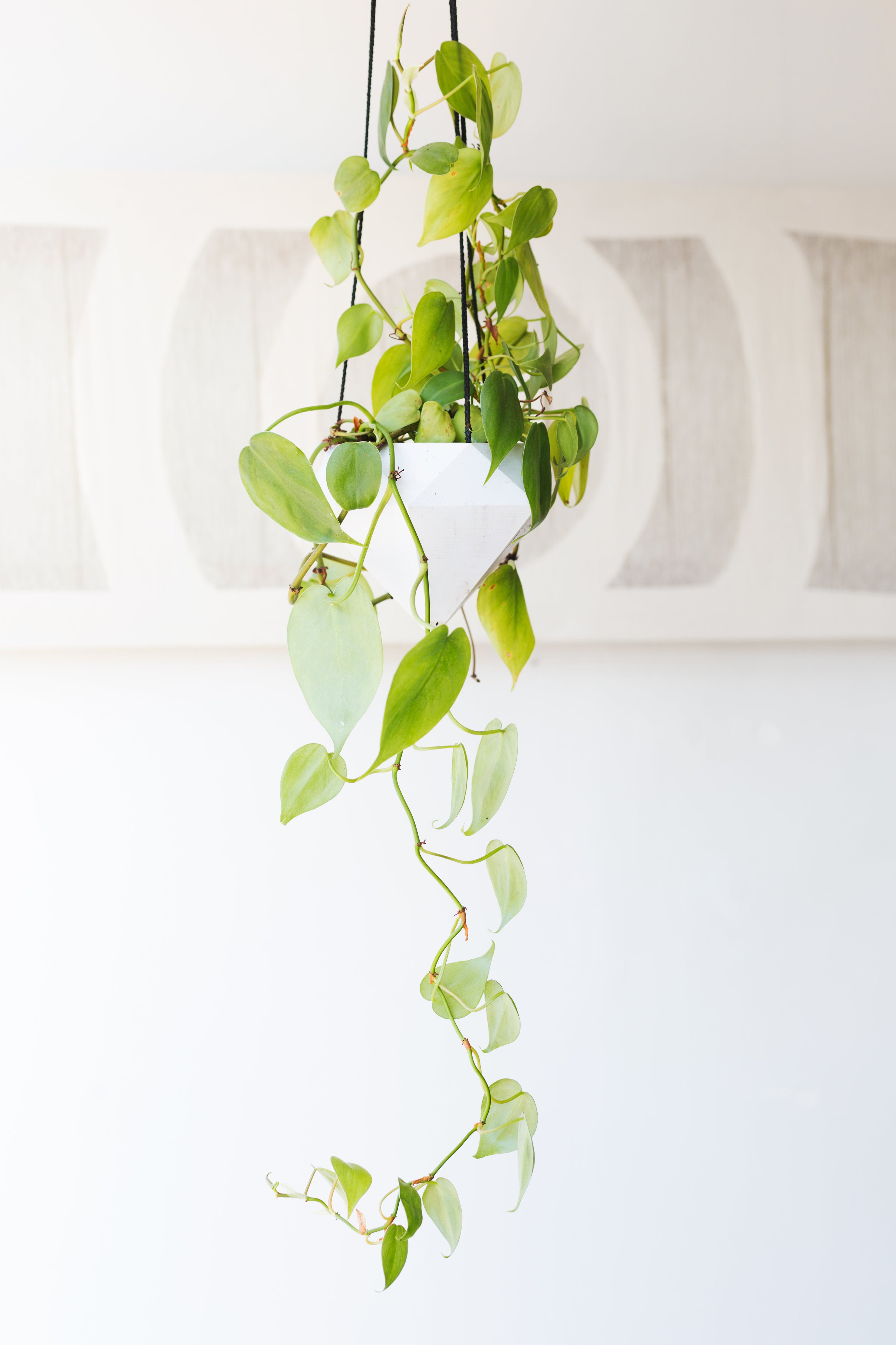 Philodendron