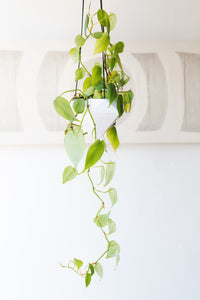 Philodendron