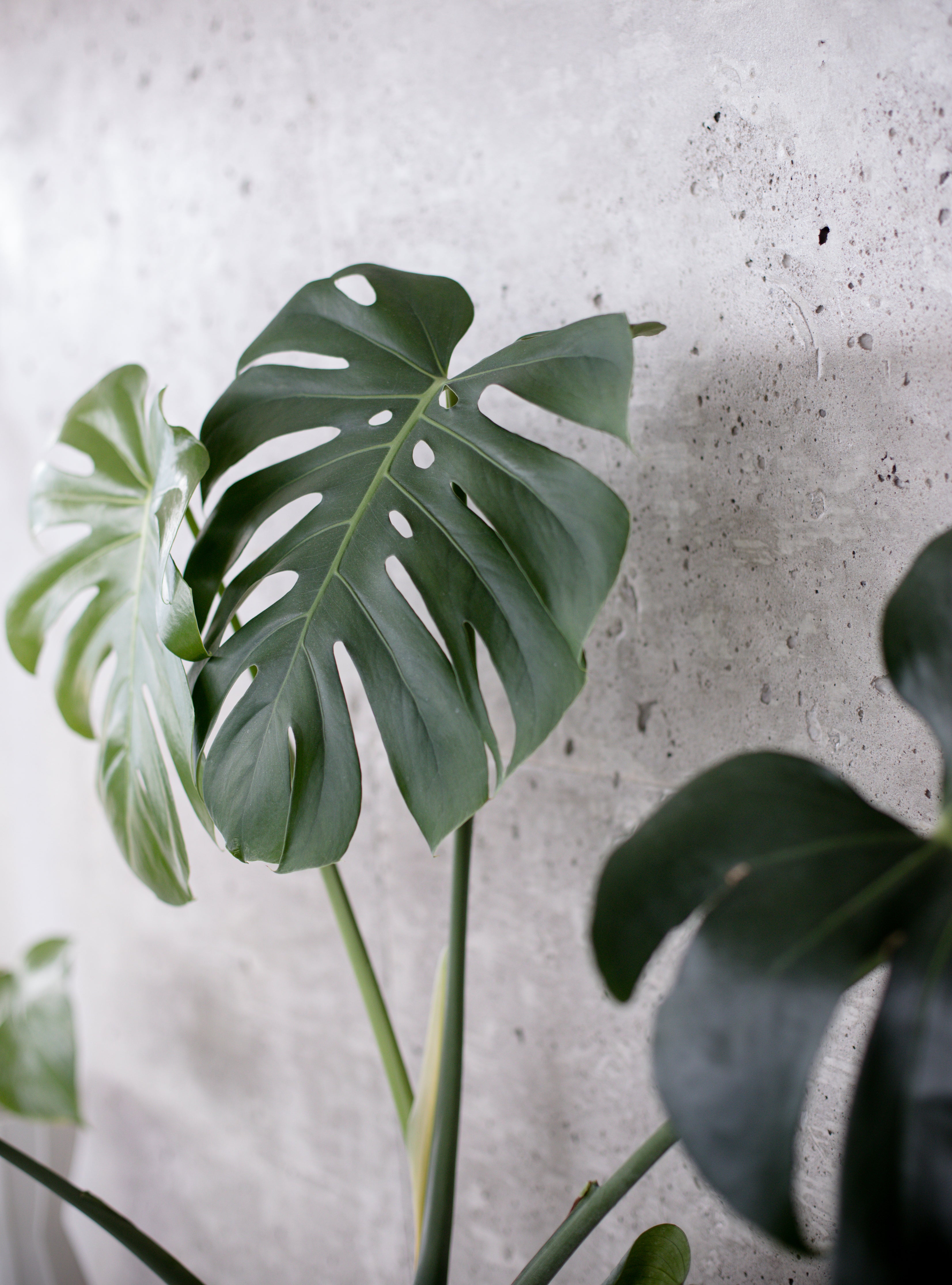 Monstera Plant